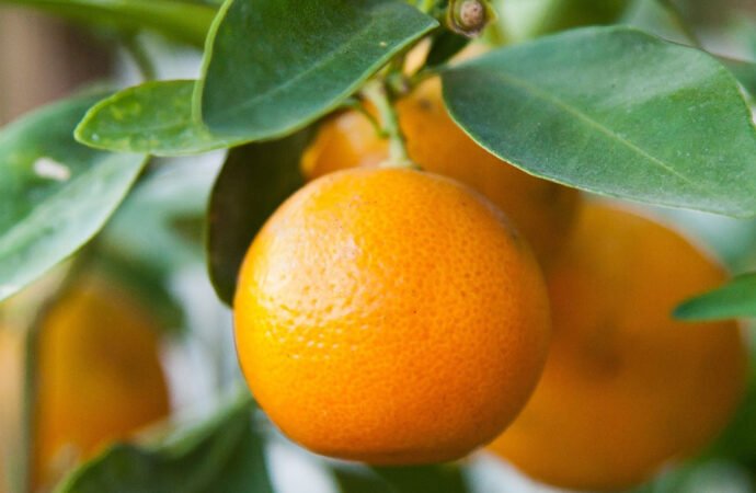 Encontro ‘Frutas Cítricas em Setúbal’ suspenso