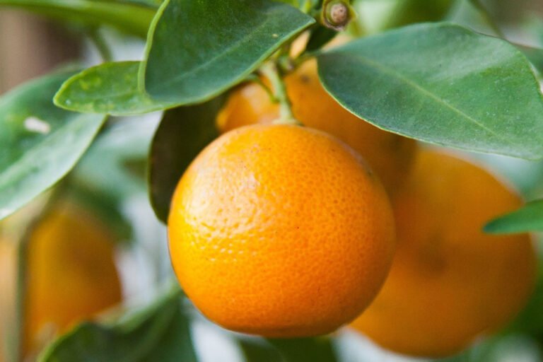 Encontro Explora Frutos Cítricos de Setúbal