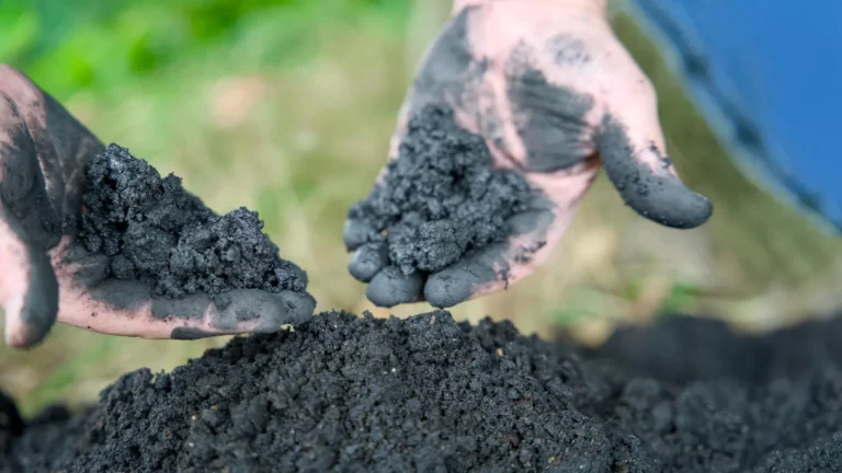 O poder oculto do biochar pode revolucionar a água potável para sempre.