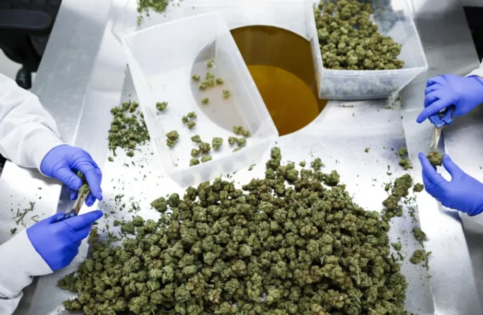 Dentro de uma das maiores empresas de cannabis medicinal do mundo – PPulse