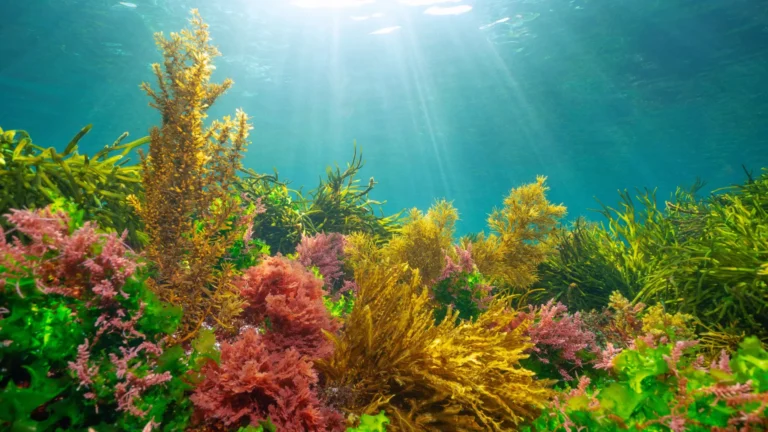 Como as algas descobriram a forma de aproveitar a luz solar sem se prejudicar.