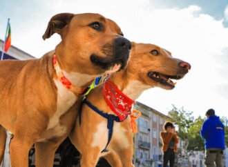 Esclarecimento à comunidade: Setúbal não realiza sacrifício de animais