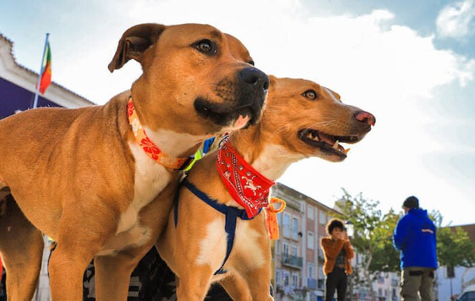 Esclarecimento à comunidade: Setúbal não realiza sacrifício de animais