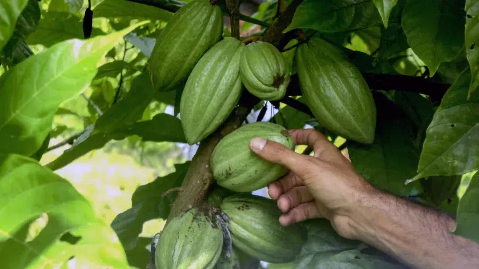 Angola deve priorizar o financiamento privado do agronegócio