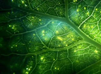 Enigma da Fotossíntese de Décadas Finalmente Resolvido