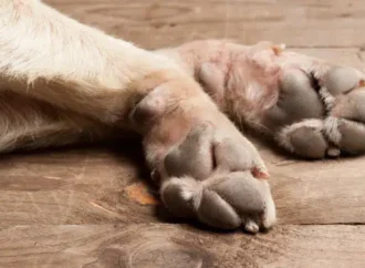 Lisboa e Odivelas: Morte de cães por eletrocussão? PAN interpela Executivo