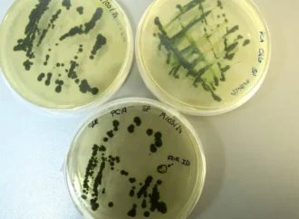 Produtores de microalgas nacionais buscam aprimorar a sustentabilidade