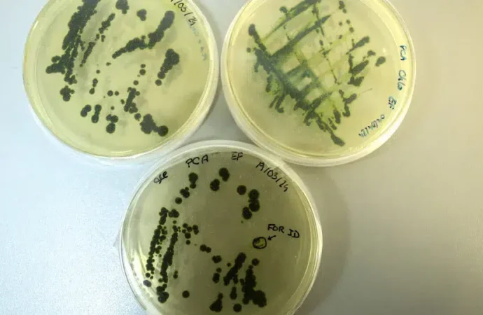 Produtores de microalgas nacionais buscam aprimorar a sustentabilidade