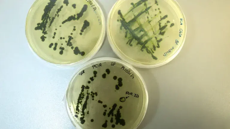 Produtores de microalgas nacionais buscam aprimorar a sustentabilidade