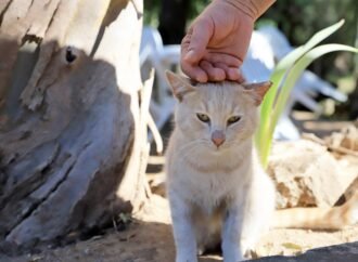Programa de castração felina promove saúde animal