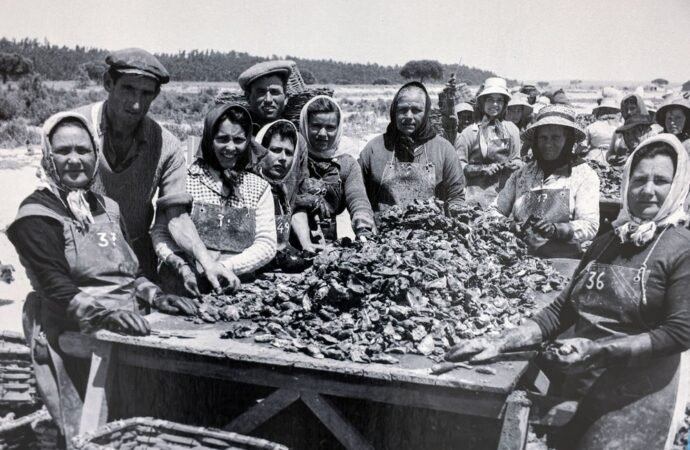 Imagens ressaltam feições na colheita da vieira – Atualizações de Setúbal
