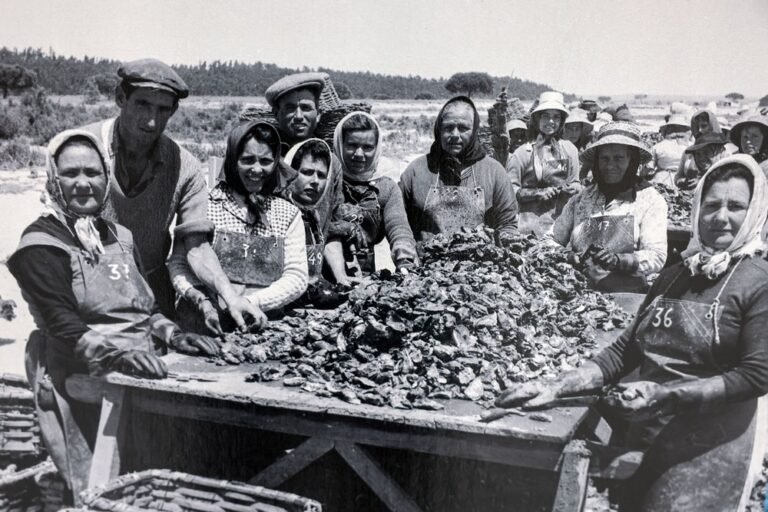 Imagens ressaltam feições na colheita da vieira - Atualizações de Setúbal