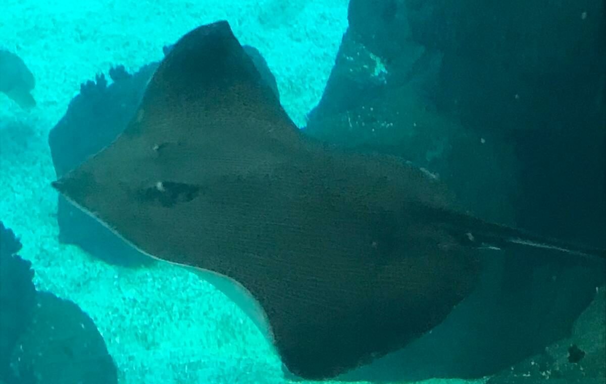 Iniciativa Floresta Verde receberá apoio do Fundo Ecológico no valor de 2 milhões.