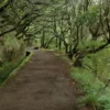 Caminhos de Trekking em Madeira Interrompidos por Previsão Climática Adversa – PPulse