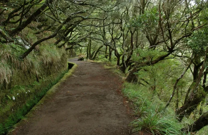 Caminhos de Trekking em Madeira Interrompidos por Previsão Climática Adversa – PPulse