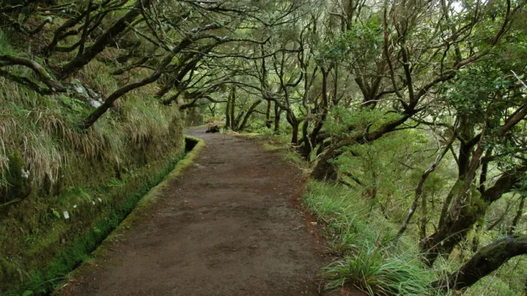 Caminhos de Trekking em Madeira Interrompidos por Previsão Climática Adversa - PPulse