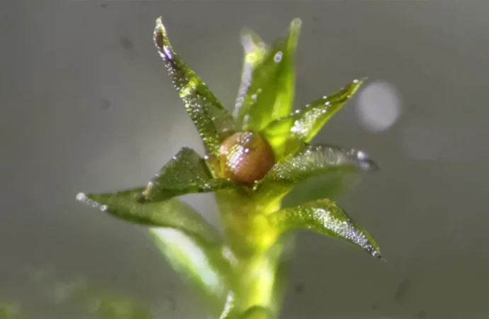Esta pequena planta sobreviveu ao vácuo do espaço e continua a crescer