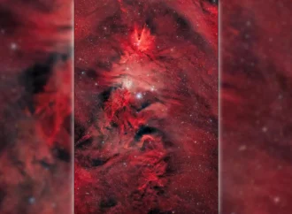 Uma árvore natalina com 80 anos