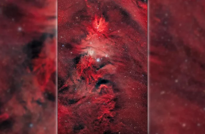 Uma árvore natalina com 80 anos