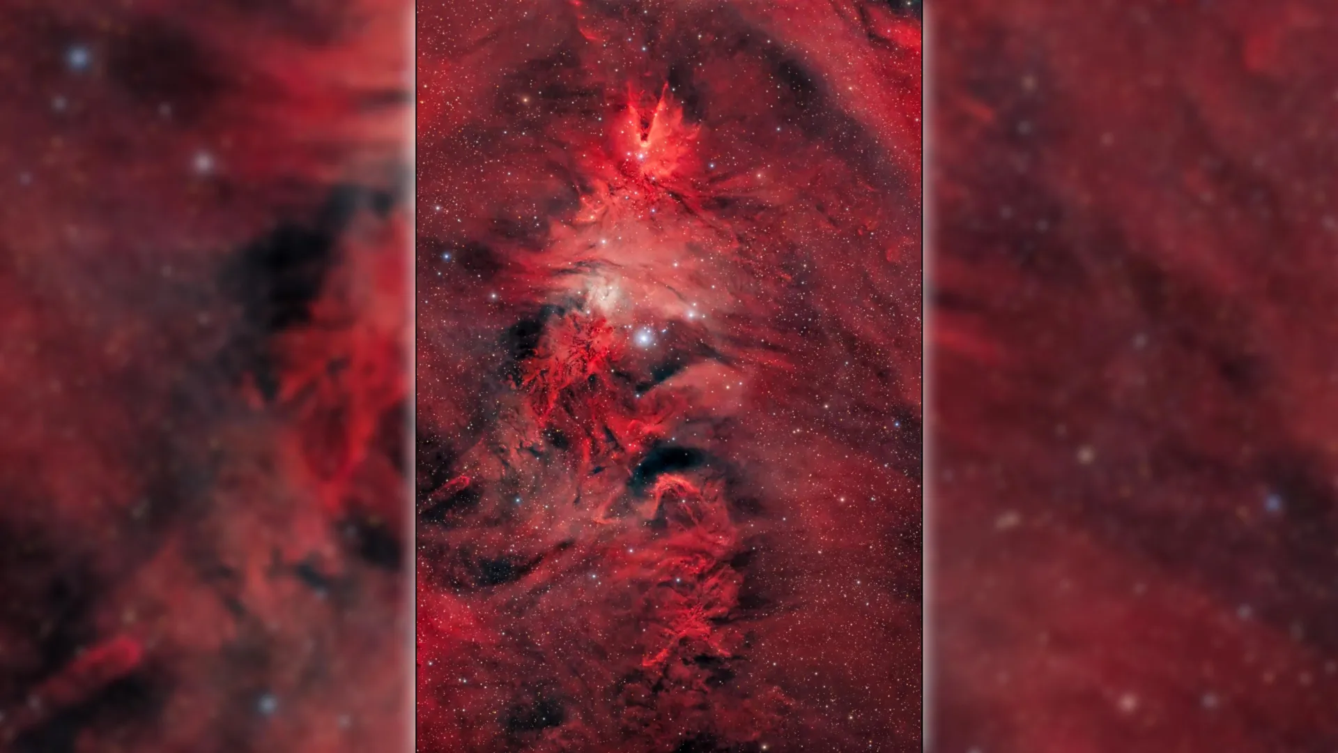 Uma árvore natalina com 80 anos