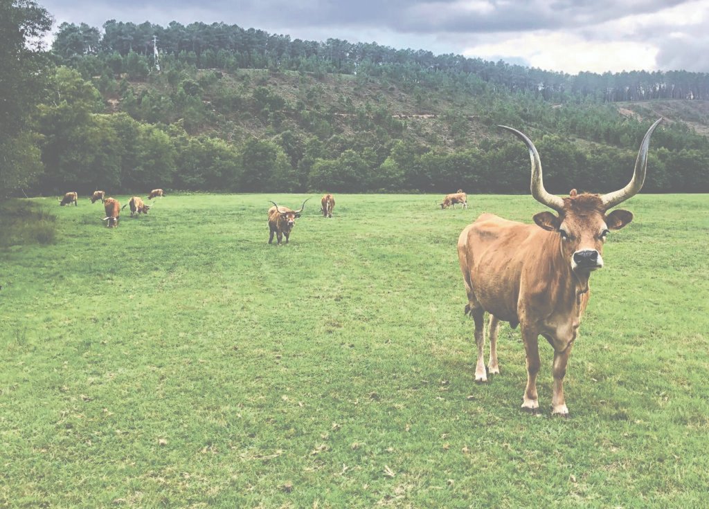 Gado a custo elevado