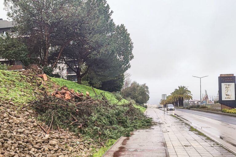 Remoção permitida de árvores na calçada