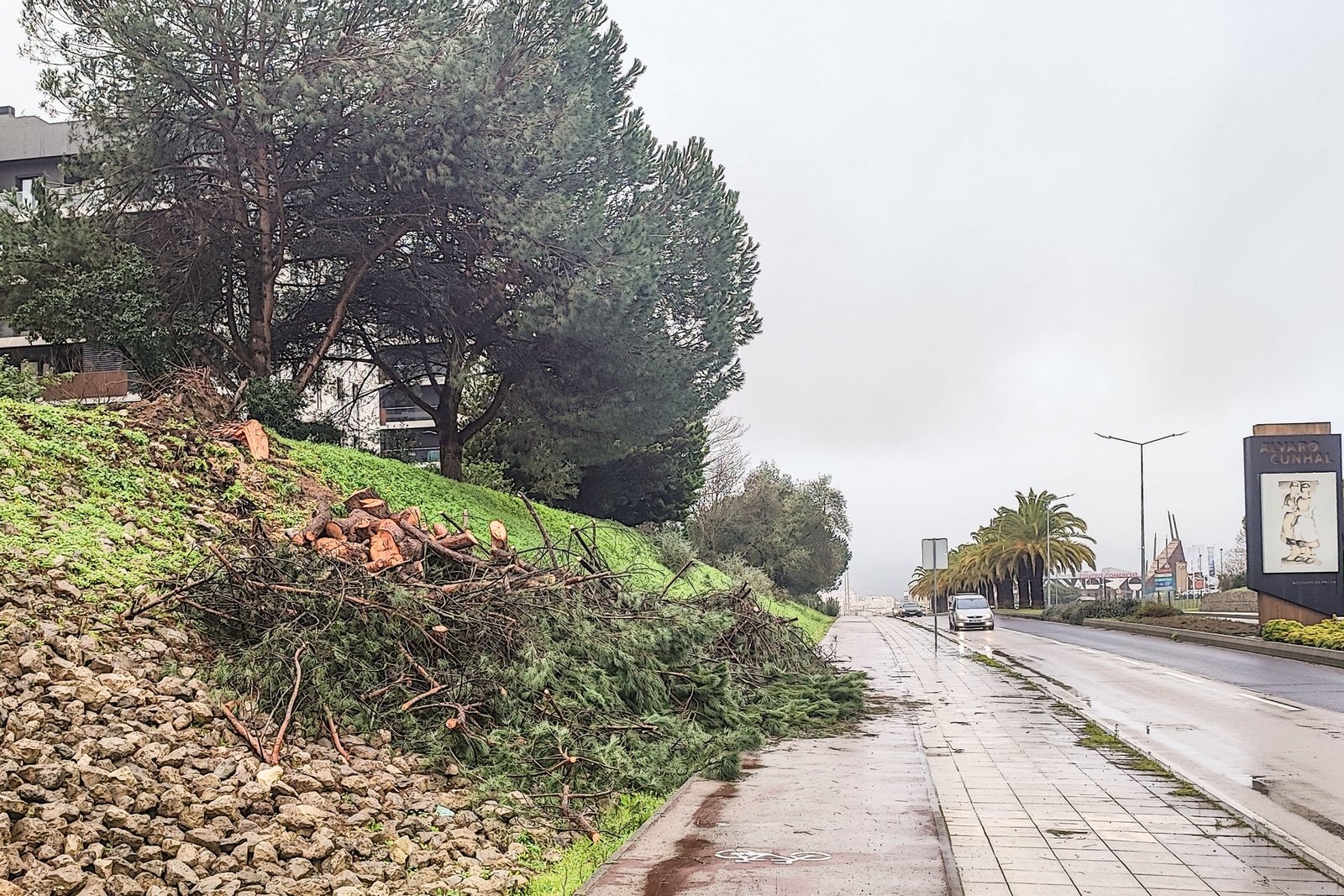 Remoção permitida de árvores na calçada