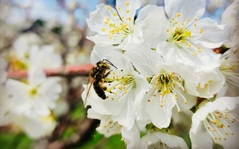 Instituição Agrícola de Coimbra lança centro para execução de avaliações com artrópodes