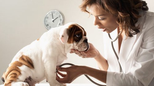 Atividades de medicina animal crescem 46% na receita e despesas médias aumentam 10% em dois anos